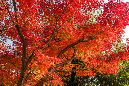 10 RED JAPANESE MAPLE Tree Bloodgood Ornamental Acer Palmatum Seeds