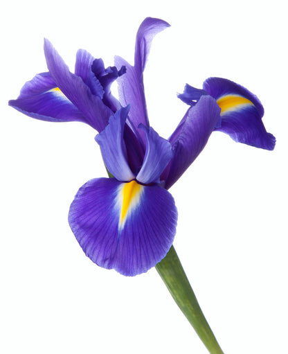 25 BLUE FLAG IRIS Versicolor ( Dry - Moist Soil ) Native Purple Yellow White Fragrant Flower Seeds