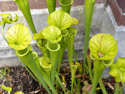 10 MIXED PITCHER PLANT Sarracenia Carnivorous Red Purple Yellow White Flower Seeds