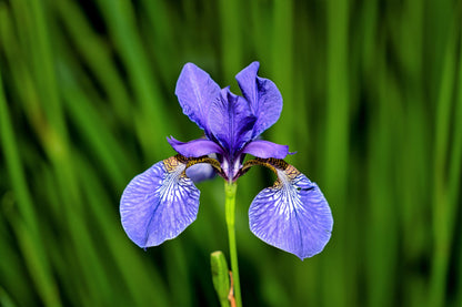 25 BLUE FLAG IRIS Versicolor ( Dry - Moist Soil ) Native Purple Yellow White Fragrant Flower Seeds