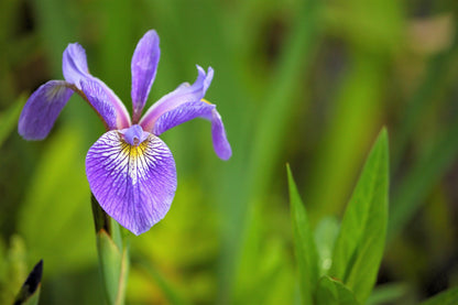 25 BLUE FLAG IRIS Versicolor ( Dry - Moist Soil ) Native Purple Yellow White Fragrant Flower Seeds