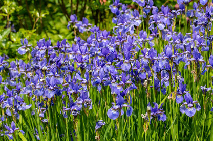 25 BLUE FLAG IRIS Versicolor ( Dry - Moist Soil ) Native Purple Yellow White Fragrant Flower Seeds