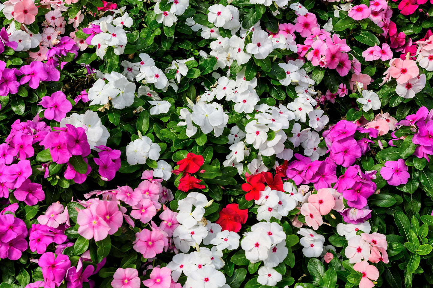 50 MIXED COLORS Dwarf IMPATIENS Walleriana Part Sun or Full Shade Red, White, Pink, Carmine, Scarlet, & Orange Flower Seeds