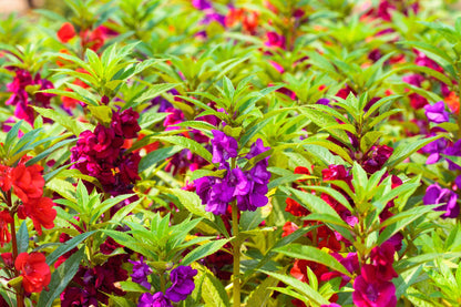 100 Mixed Dwarf TOM THUMB IMPATIENS Balsamina - Sun or Shade - Double Purple, Red, White, Pink, & Orange Flower Seeds
