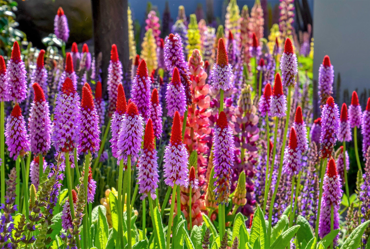 Orchid Primrose Primula Vialii red and pinkish purple flowers blooming in shade garden