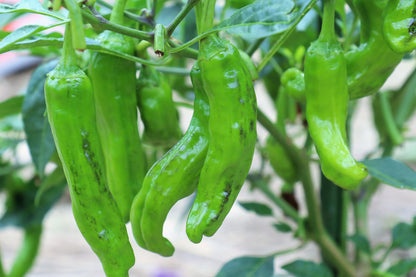 50 SHISHITO PEPPER Green to Red Mild Japanese Chili Capsicum Annuum Vegetable Seeds