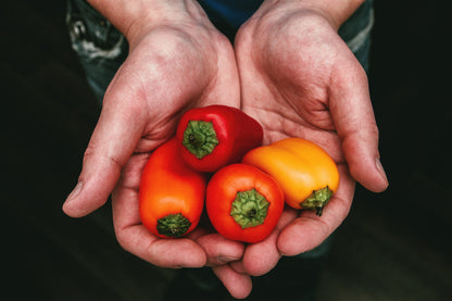 20 Organic Red MINI BELL PEPPER Sweet Mild Miniature Capsicum Annuum Vegetable Seeds