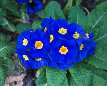 15 Accord BLUE ENGLISH PRIMROSE Primula Vulgaris Part Shade Houseplant Flower Seeds