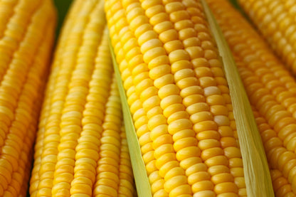 50 HONEY SELECT CORN Sweet Yellow S.E. Sh2 Zea Mays Vegetable Seeds