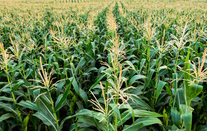 50 HONEY SELECT CORN Sweet Yellow S.E. Sh2 Zea Mays Vegetable Seeds