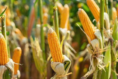 75 SOUTH AMERICAN Yellow POPCORN Corn Zea Mays Heirloom Vegetable Seeds