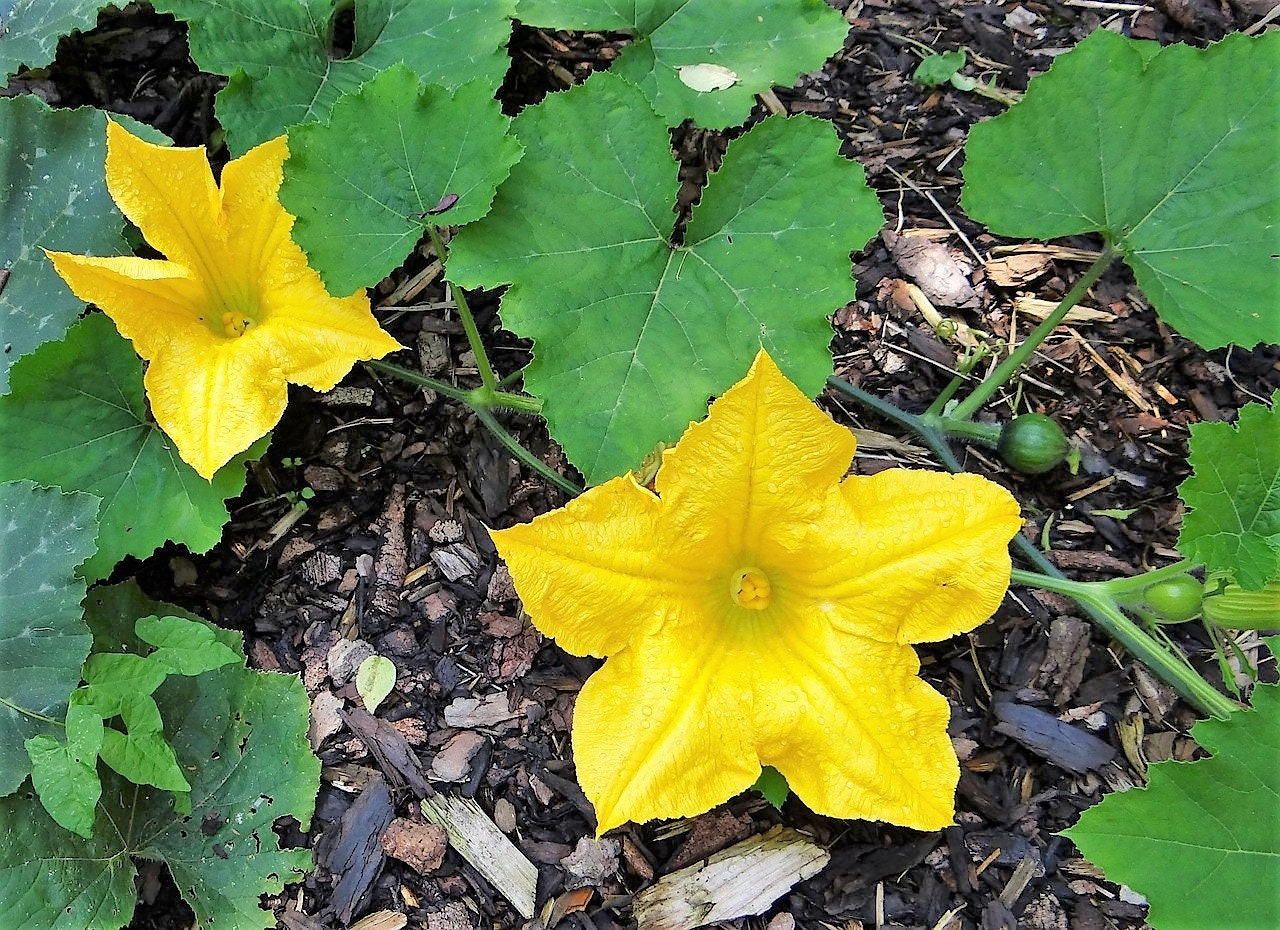 25 Small APPLE GOURD Cucurbita Pepo Ornamental Squash Seeds