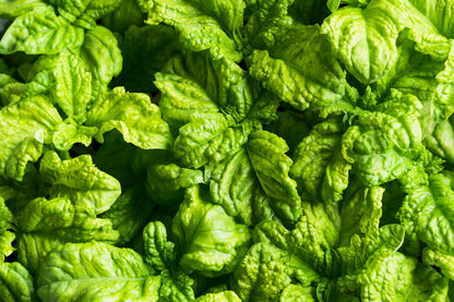 500 LETTUCE LEAF BASIL Ocimum Basilicum Huge Leaves Herb Seeds