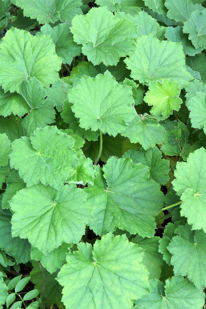 100 Red VIVID CORAL BELLS Heuchera Sanguinea Sanguineum Scarlet Shade Flower Seeds