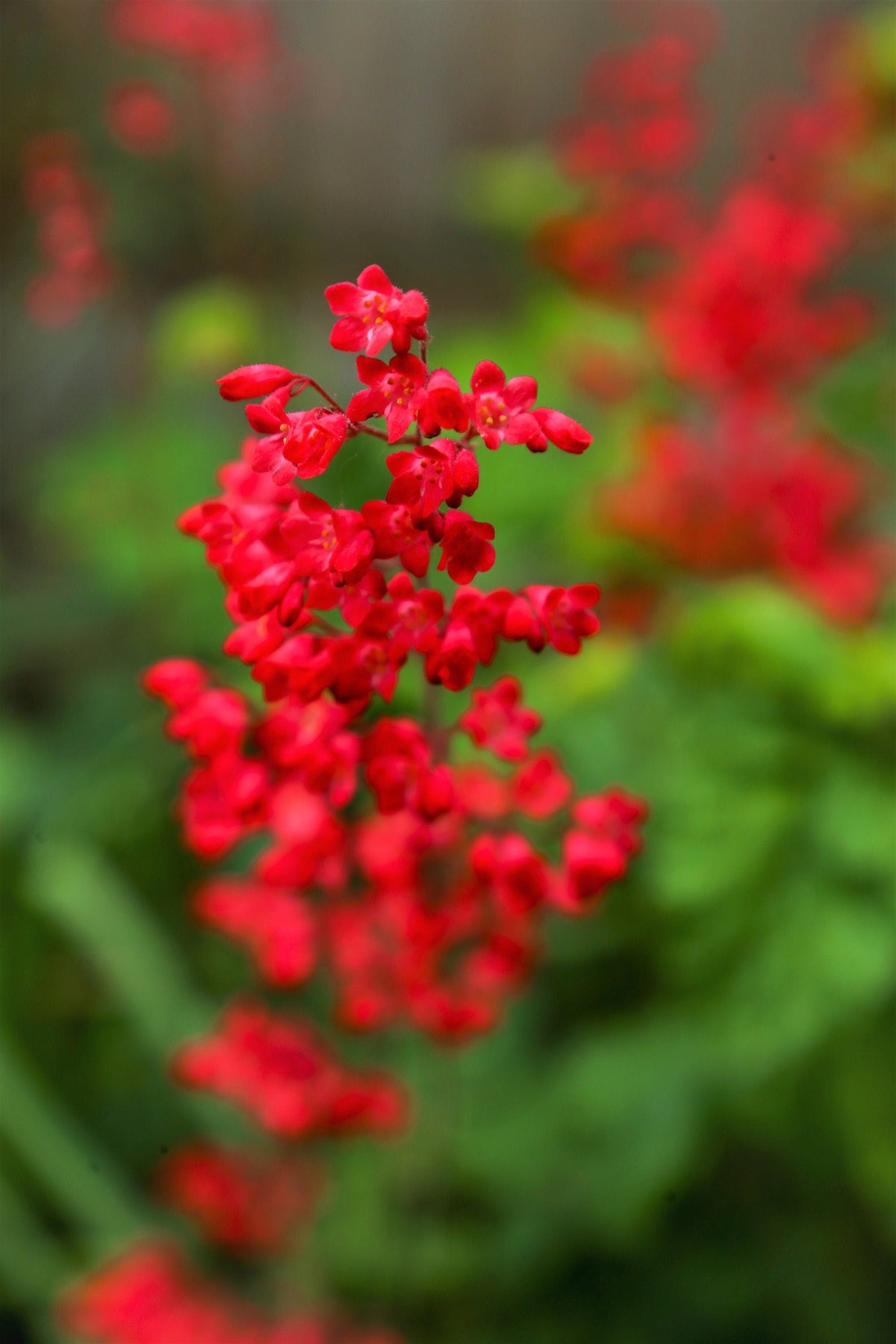100 Red VIVID CORAL BELLS Heuchera Sanguinea Sanguineum Scarlet Shade Flower Seeds