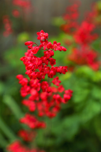 100 Red VIVID CORAL BELLS Heuchera Sanguinea Sanguineum Scarlet Shade Flower Seeds