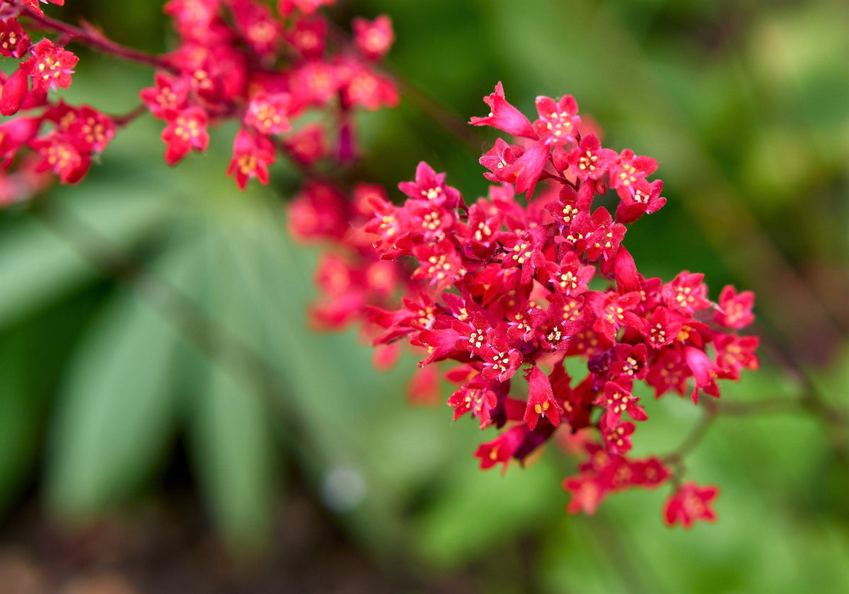 Bright red Vivid Coral Bells Heuchera sanguinea flowers with green foliage in garden setting