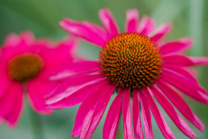 25 CHEYENNE SPIRIT CONEFLOWER Echinacea Orange Red Yellow Purple Pink White Herb Flower Seeds