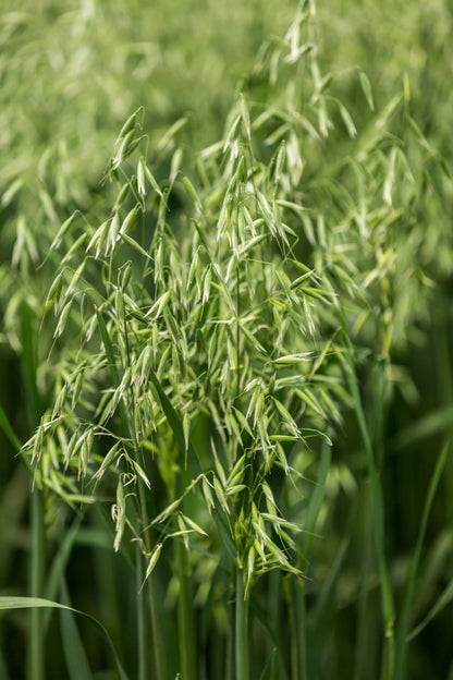 250 Certified ARMOR OAT Oats Avena Sativa Cereal Grain Seeds
