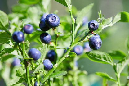 20 DWARF BILBERRY Vaccinium Caespitosum Dwarf Blueberry Whortleberry Pink Flower Blue Berry Fruit Evergreen Shrub Seeds