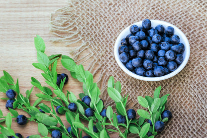 20 DWARF BILBERRY Vaccinium Caespitosum Dwarf Blueberry Whortleberry Pink Flower Blue Berry Fruit Evergreen Shrub Seeds