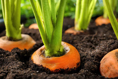 800 PARISIAN CARROT Parisienne Carrot Daucas Carota Sativus Orange Vegetable Seeds