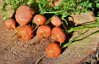 800 PARISIAN CARROT Parisienne Carrot Daucas Carota Sativus Orange Vegetable Seeds