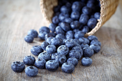 50 LOWBUSH BLUEBERRY Vaccinium Angustifolium Blue Berry Fruit Dwarf Shrub Seeds