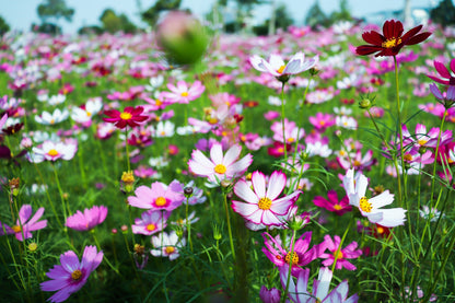300 Mixed Colors DWARF COSMOS Bipinnatus Red Pink White Fast Growing Flower Seeds