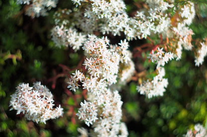 50 OKTOBERFEST SEDUM Acre Gold Moss Stonecrop Succulent Groundcover White Flower Seeds