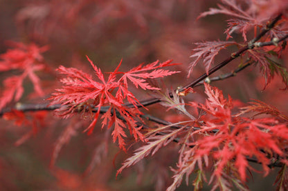 10 Red Dwarf Japanese LACELEAF MAPLE Tree Lace Blood Acer Palmatum Atropurpureum Dissectum Shrub Seeds