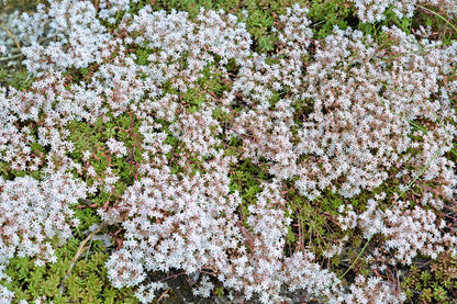 50 OKTOBERFEST SEDUM Acre Gold Moss Stonecrop Succulent Groundcover White Flower Seeds