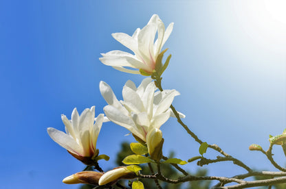 10 KOBUS MAGNOLIA TREE aka Japanese Magnolia or Kobushi - White Pink 4" Fragrant Flower Seeds