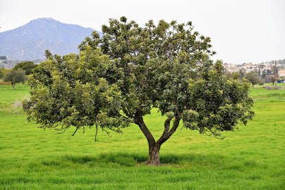 20 CAROB TREE Saint John's Bread Ceratonia Siliqua Evergreen Edible Fruit Pods Legume Flowering Ornamental Tree Seeds
