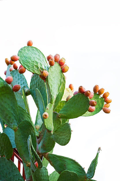 10 Orange PRICKLY PEAR CACTUS Nopal Indian Fig Opuntia Ficus-Indica Fruit Flower Seeds