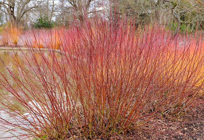 20 SILKY DOGWOOD Shrub Cornus Amomum syn. Coerulea Swida aka Kinnikinnik & Red Willow White Flower Silver Blue Berry Seeds