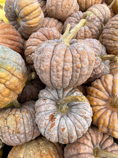 20 BLACK FUTSU SQUASH Multicolored Wrinkly Skin Gold Flesh Japanese Heirloom Pumpkin Ornamental Edible Cucurbita Moschata Vegetable Seeds