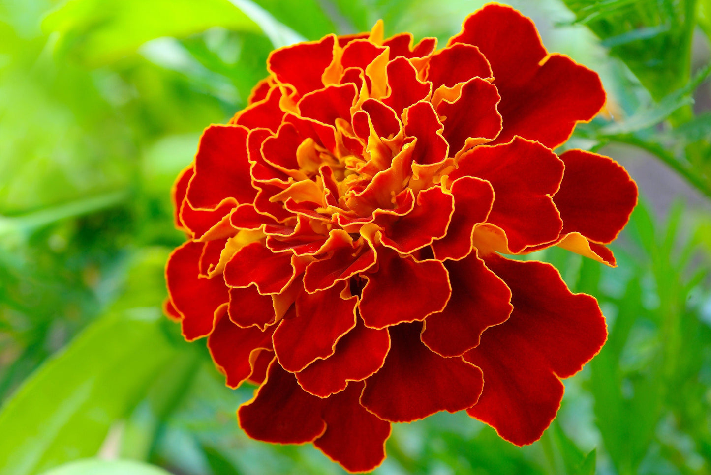 400 RED CHERRY MARIGOLD French Red & Yellow 2 Tone Tagetes Patula Flower Seeds