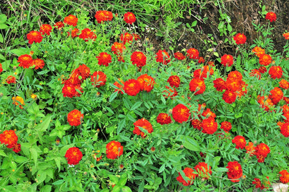 400 RED CHERRY MARIGOLD French Red & Yellow 2 Tone Tagetes Patula Flower Seeds