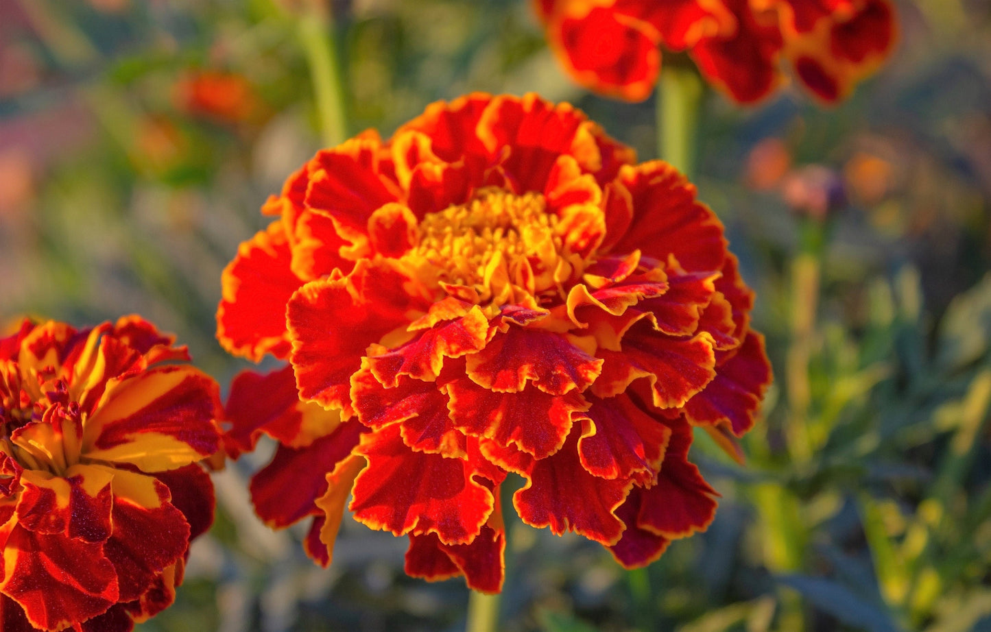400 RED CHERRY MARIGOLD French Red & Yellow 2 Tone Tagetes Patula Flower Seeds