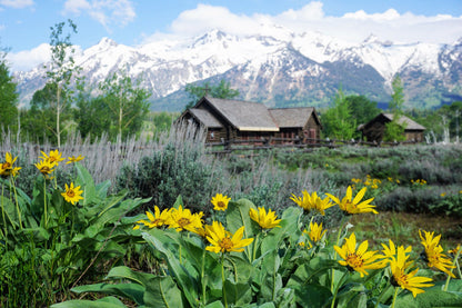 50 ARROWLEAF BALSAMROOT Oregon Sunflower Balsamorhiza Sagittata Native Huge Fragrant Flower Seeds