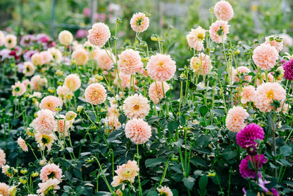 50 WATERCOLOR MIX DAHLIA Variabilis Double Bloom Mixed Colors Yellow Peach Pink Lavender Cream Orange Flower Seeds