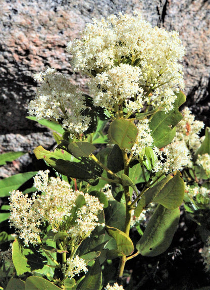 20 White SNOWBRUSH Ceanothus Velutinus aka Mountain Balm or Buckbrush Evergreen Native Flower Shrub Seeds