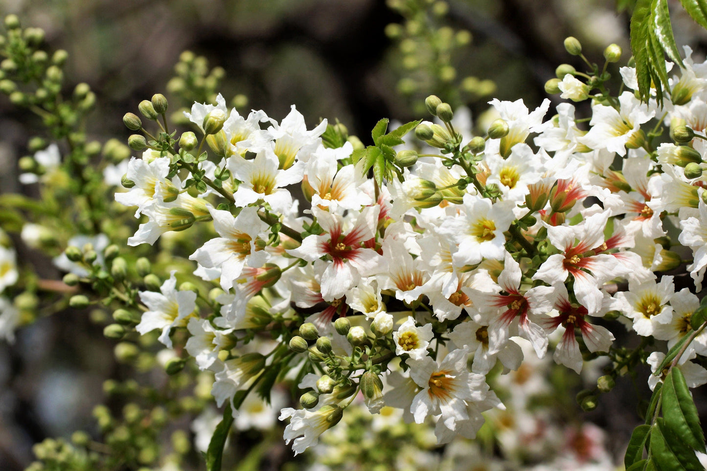 5 YELLOWHORN TREE Xanthoceras Sorbifolium aka Goldenhorn, Raintree, Chinese Flowering Chestnut - White Yellow Red Fragrant Flower Seeds