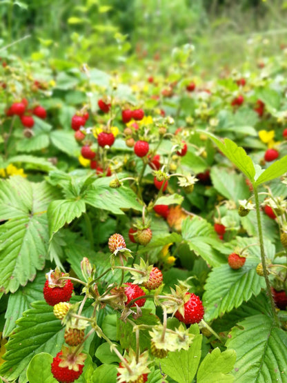 50 ALEXANDRIA STRAWBERRY Everbearing Alpine Fragaria Vesca Red Berry Fruit White Flower Seeds