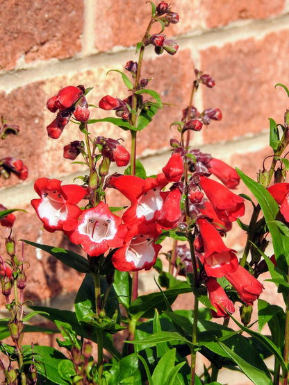 100 SENSATION MIX PENSTEMON Hartwegii Beardtongue Mixed Colors Two Tone Red, Pink, White, Purple, White Flower Seeds
