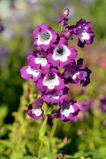 100 SENSATION MIX PENSTEMON Hartwegii Beardtongue Mixed Colors Two Tone Red, Pink, White, Purple, White Flower Seeds