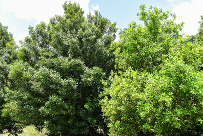 5 MACADAMIA NUT Tree Macadamia Integrifolia Brown Shell Beige Nut Fruit White & Pink Flower Seeds