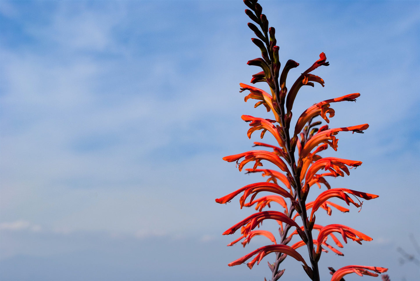 5 AFRICAN FLAG Chasmanthe Floribunda Cornflag Red Orange Hummingbird Flower Seeds