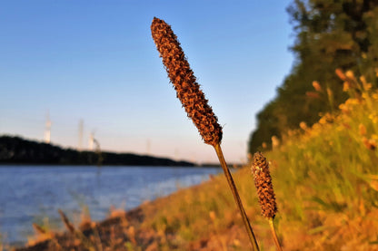 1000 CREEPING MEADOW FOXTAIL 'Garrison' Alopecurus Arundinaceus Cool Season Moist Grass Hay Brown Yellow Flower Seeds